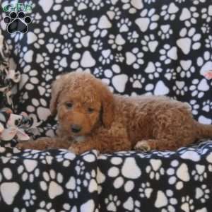 Gina, Mini Goldendoodle Puppy