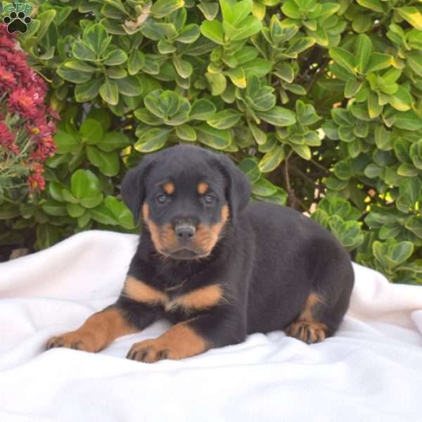 Ginger, Rottweiler Puppy