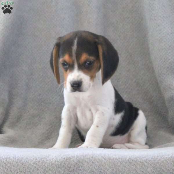 Ginger, Beagle Puppy