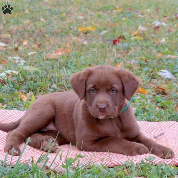 Ginger, Labrador Mix Puppy