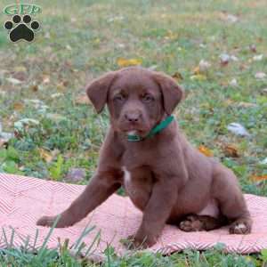 Ginger, Labrador Mix Puppy