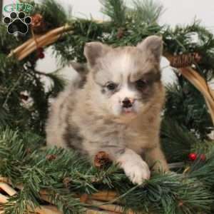 Ginger, French Bulldog Mix Puppy