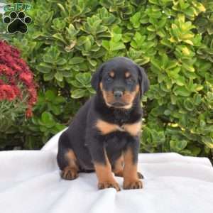 Ginger, Rottweiler Puppy