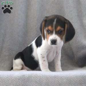 Ginger, Beagle Puppy