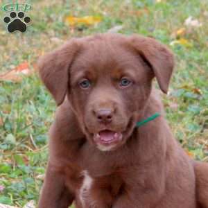 Ginger, Labrador Mix Puppy