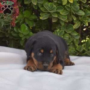 Ginger, Rottweiler Puppy