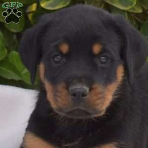 Ginger, Rottweiler Puppy