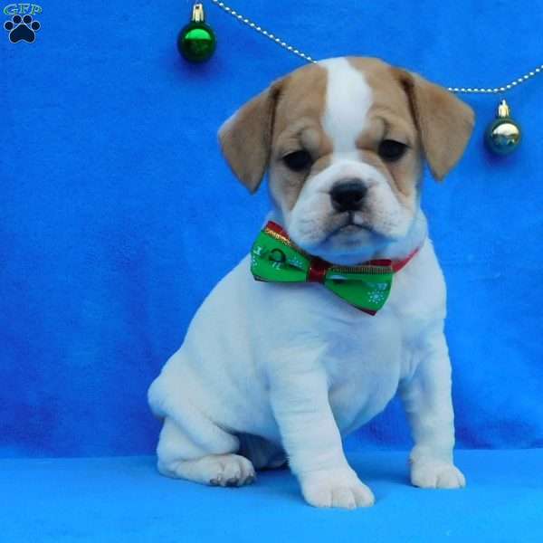 Ginger, Miniature Bulldog Puppy