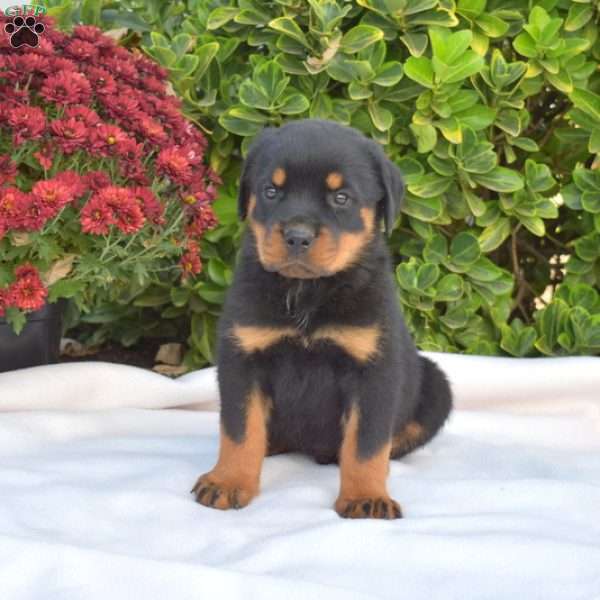 Gizmo, Rottweiler Puppy