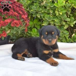 Gizmo, Rottweiler Puppy