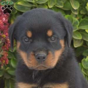 Gizmo, Rottweiler Puppy