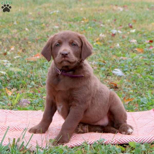 Glinda, Labrador Mix Puppy