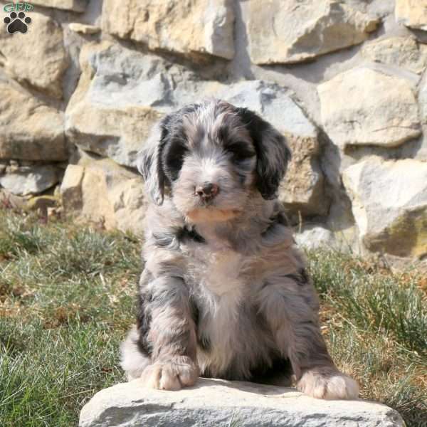 Gloria, Miniature Poodle Mix Puppy