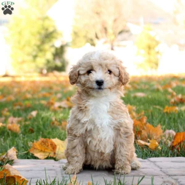 Gloria, Mini Goldendoodle Puppy