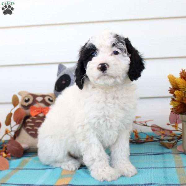 Gloria, Cavapoo Puppy