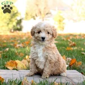 Gloria, Mini Goldendoodle Puppy