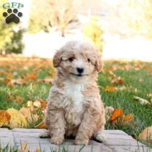 Gloria, Mini Goldendoodle Puppy