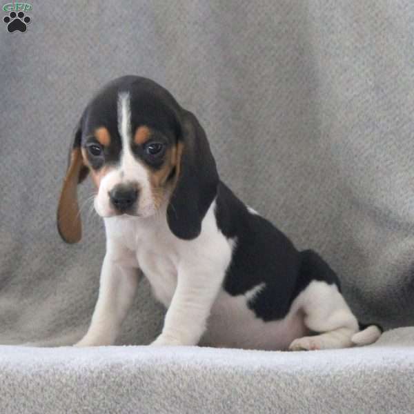 Goldie, Beagle Puppy