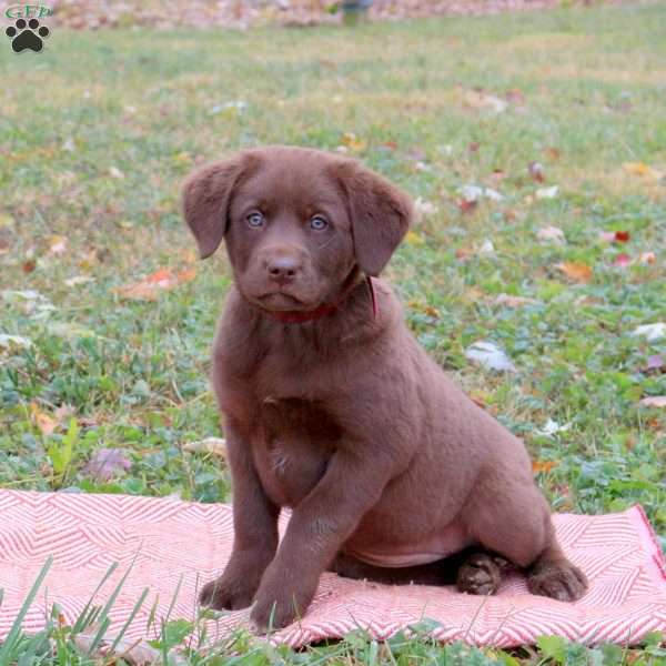 Goldie, Labrador Mix Puppy