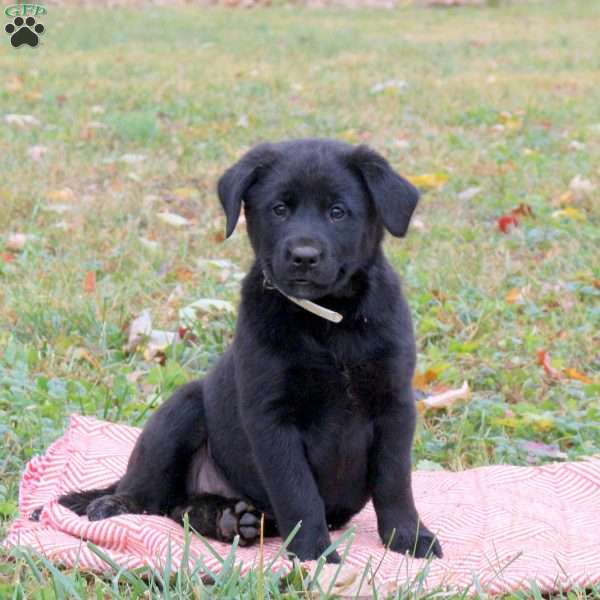 Grace, Labrador Mix Puppy