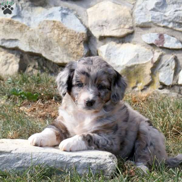 Grace, Miniature Poodle Mix Puppy