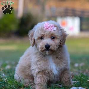 Gracie, Miniature Poodle Puppy