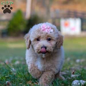 Gracie, Miniature Poodle Puppy