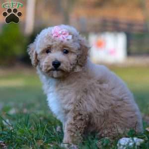 Gracie, Miniature Poodle Puppy