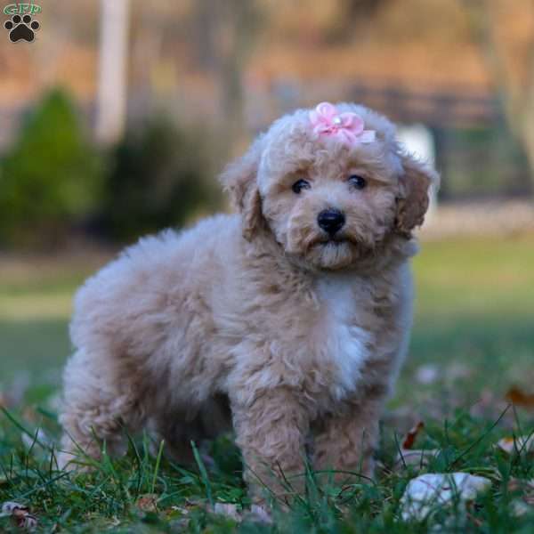 Gracie, Miniature Poodle Puppy