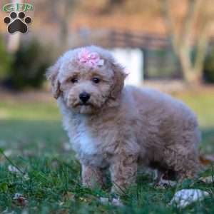 Gracie, Miniature Poodle Puppy