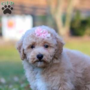 Gracie, Miniature Poodle Puppy