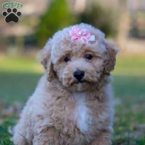 Gracie, Miniature Poodle Puppy