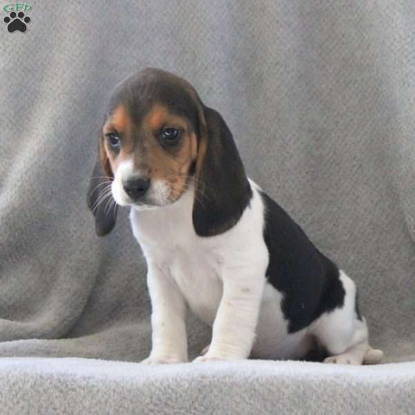 Gracie, Beagle Puppy