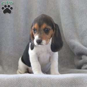 Gracie, Beagle Puppy