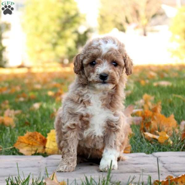 Gracie, Mini Goldendoodle Puppy