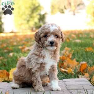 Gracie, Mini Goldendoodle Puppy