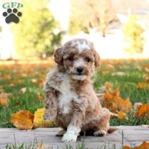 Gracie, Mini Goldendoodle Puppy