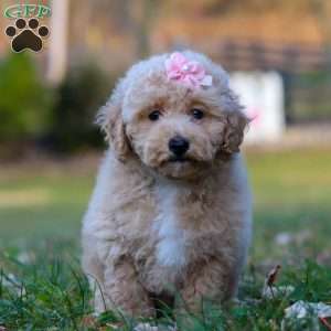 Gracie, Miniature Poodle Puppy