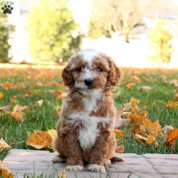 Graham, Mini Goldendoodle Puppy