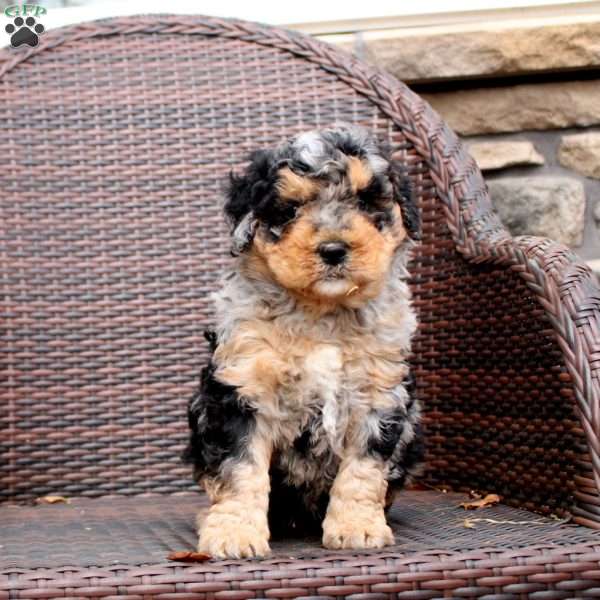 Graham, Mini Bernedoodle Puppy