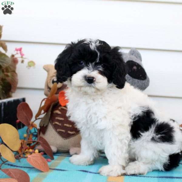 Graham, Cavapoo Puppy