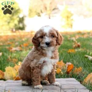 Graham, Mini Goldendoodle Puppy