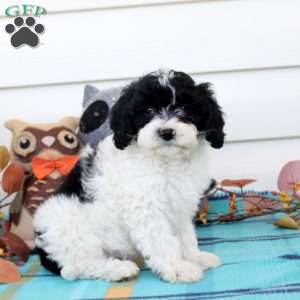 Graham, Cavapoo Puppy