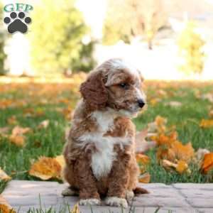 Graham, Mini Goldendoodle Puppy