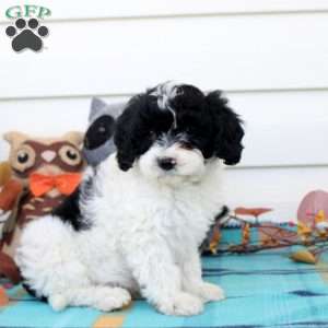 Graham, Cavapoo Puppy