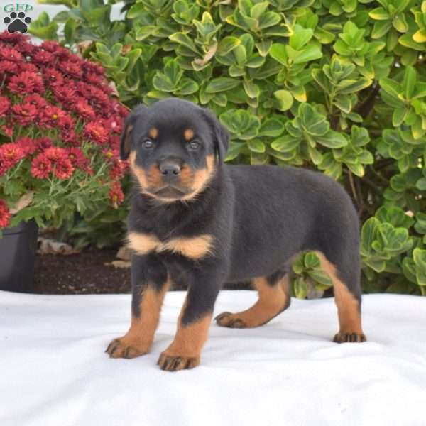 Granger, Rottweiler Puppy