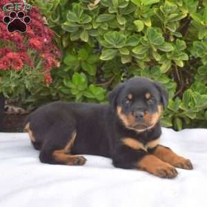 Granger, Rottweiler Puppy