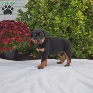 Granger, Rottweiler Puppy