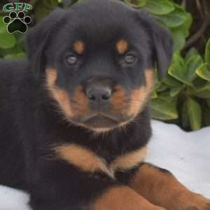 Granger, Rottweiler Puppy