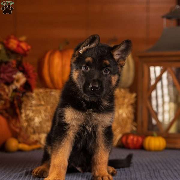 Bernie, German Shepherd Puppy